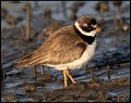 _9SB1450 semipalmated plover